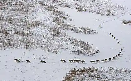 Волчья стая