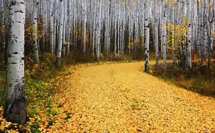 Осиновая роща в Колорадо.