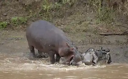 Carnivorous hippopotamus