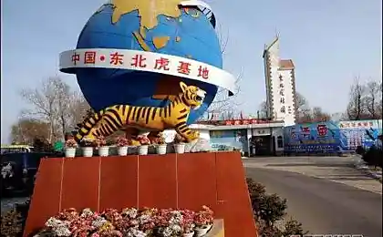 Тигриный зоопарк в Китае