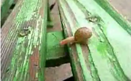 Улитка гимнастка...