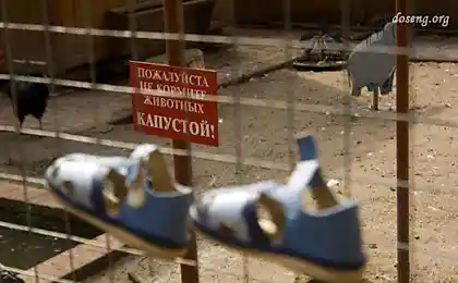 Прикольные картинки (56 штук)