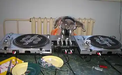 Модный Dj