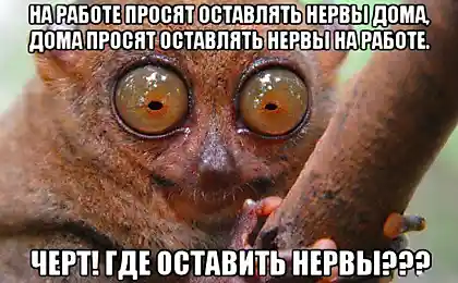 Приведу жену на работу. Пусть договариваются