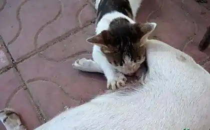 Кіт в ролі цуценя
