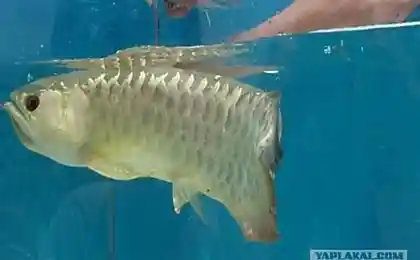 Arowana - необычная рыбка