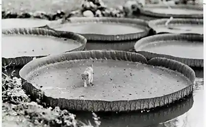 25 Неопубліковані фотографії з національних географічних архівів