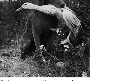 Це не те, що ви думаєте!