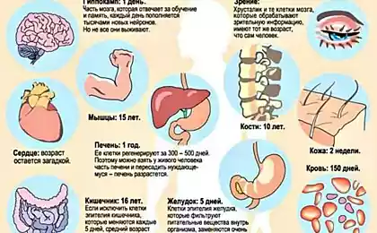 Ритмы обновления  организма человека