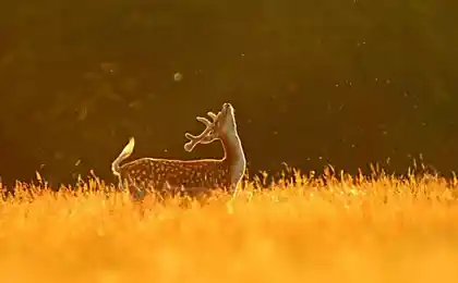 20 фото, які довести, що менше краще