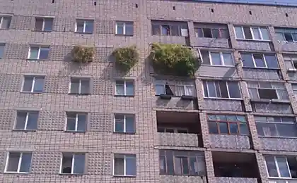 Это откуда оно прет?