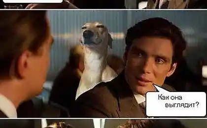 Собака сзади