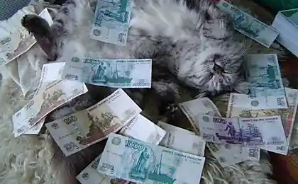Котэ с Рублевки ...)))