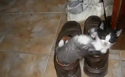 Котята в ботинках (8 фото)