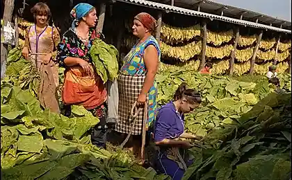 Как заготавливают табак