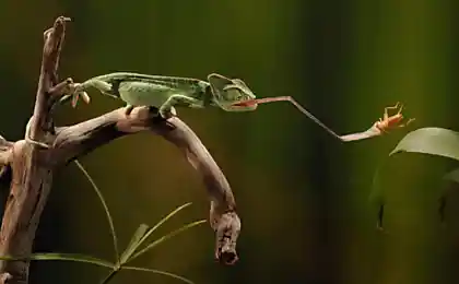 Застывшие во времени (12 фотографий)