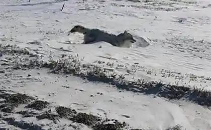 Жесть! Койот замерз на бегу!