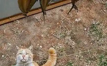 Кот на охоте (2 фотографии)