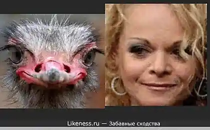 Похожи