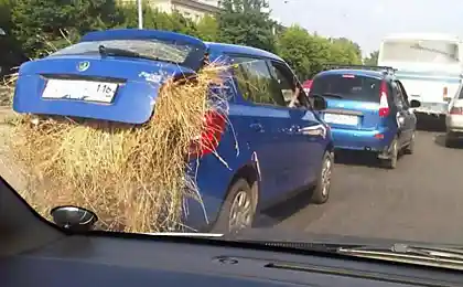 Казанские колхозники настолько суровы...