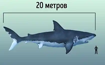 10 Найбільші Тварини, які коли-небудь живуть