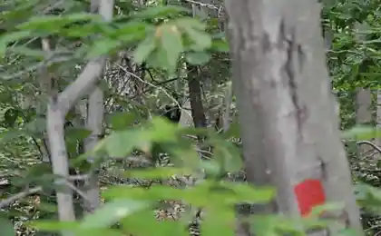 Угадайте, кто наблюдает за нами в лесу?