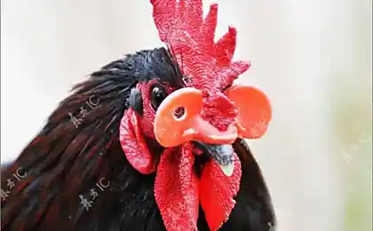 Очки от злости