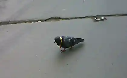 Голубь в батоне
