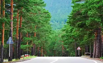 Не можна більше вирізати дерева в Норвегії. Ні дерева, ви почуєте мене!