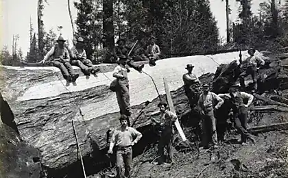 Lumberjacks (5 фото)