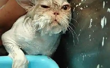 Моем котов (34 фотографии)