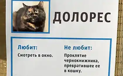Un refugio para gatos ha inventado una decisión inusual, para ayudar a los animales a encontrar un maestro