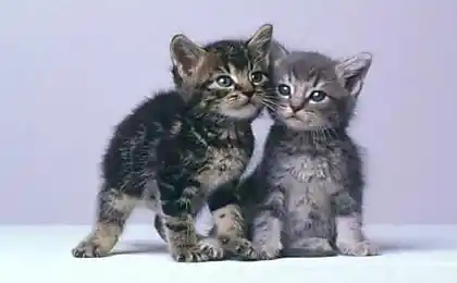 全麦猫1024 * 768（56shtuk，体重6，02M）
