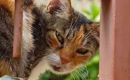 Уличные коты  (15 фотографий)