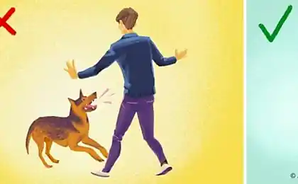 Qué hacer, si usted está siendo atacado por un perro