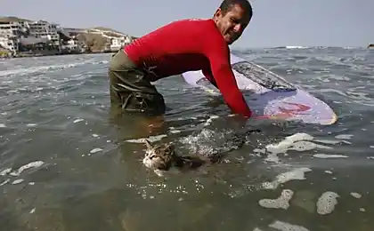 Кіт та вода