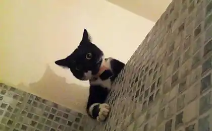 17只猫和狗的生活不能没有我的男人
