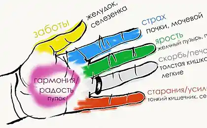 Секрет гармонии тела и души! Оказывается, человеческие органы неразрывно связаны с пальцами.