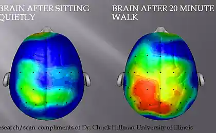 Как ходьба влияет на работу мозга?