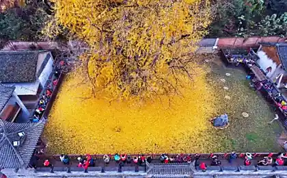 Осінь Leaffall 1400-Year-Old Ginkgo Tree - Magic Spectacle
