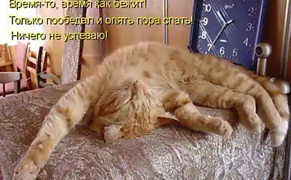 Приколы с котами или "коты говорят"!