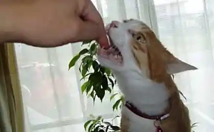 Хороший кіт? Як це? Тримайте натискання.