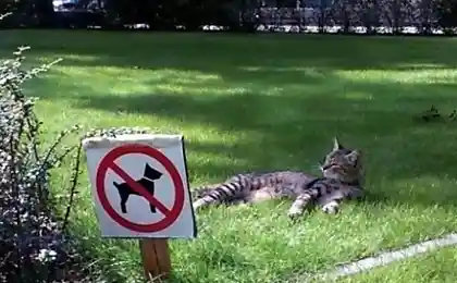 Котэ в раю ...))))