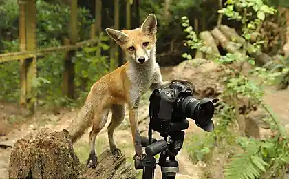 Лисица - фотограф (4 фотографии)
