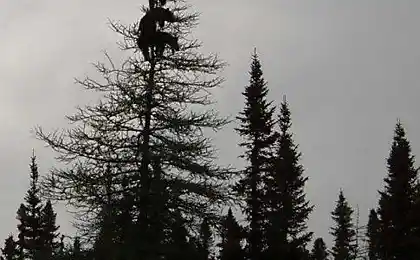 Дерев'яні ведмедики
