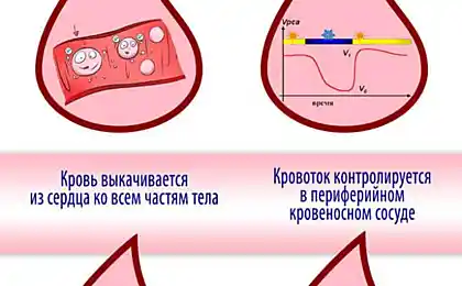 Імунолог Toru Abo: 2 Причини всіх захворювань