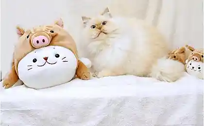 Гималайский кот