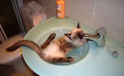 Ну очень жарко коту