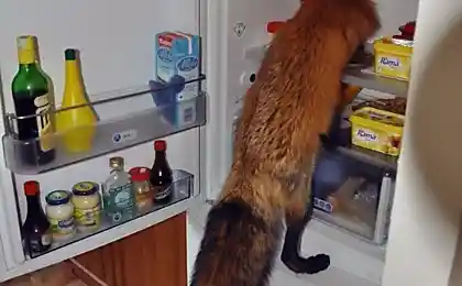 Хочу кушать.