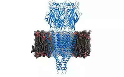 Выявлена структура рецептора серотонина
